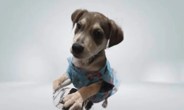 Cachorro ra a SRD-ViraLata idade 2 a 6 meses nome Nino bb5meses 