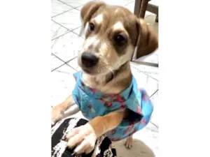 Cachorro raça SRD-ViraLata idade 2 a 6 meses nome Nino bb5meses 