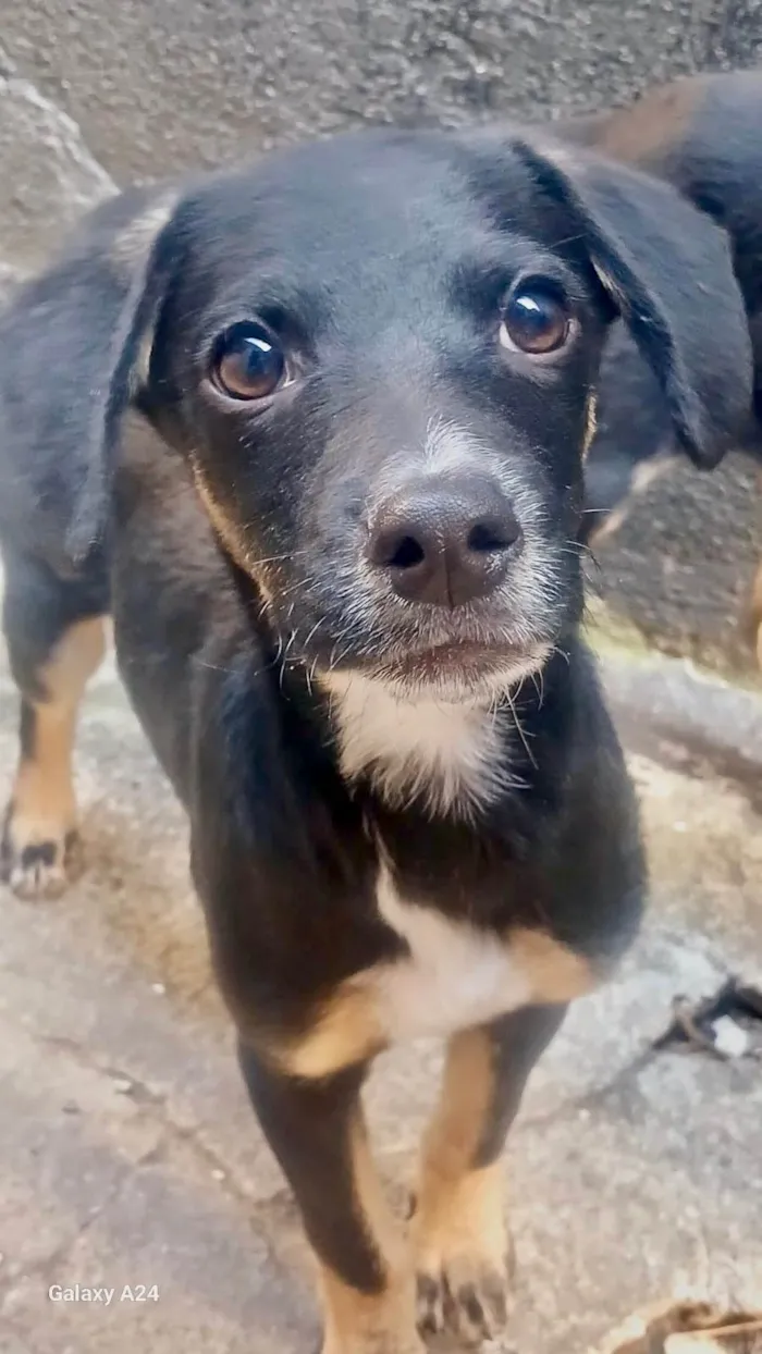 Cachorro ra a SRD-ViraLata idade 2 a 6 meses nome Amélie 2meses mix Basset 