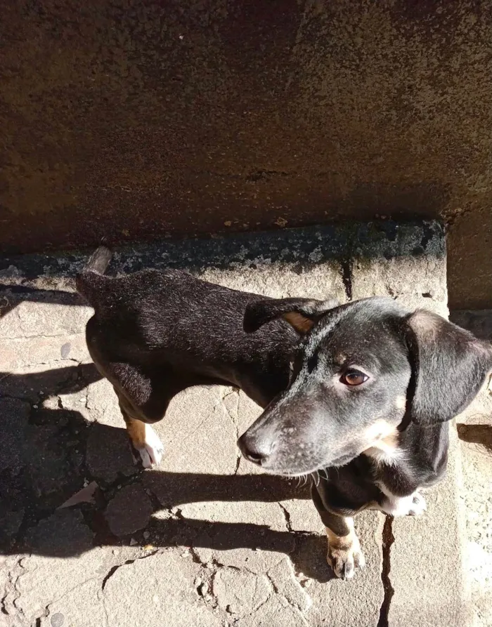 Cachorro ra a SRD-ViraLata idade 2 a 6 meses nome Amélie 2meses mix Basset 