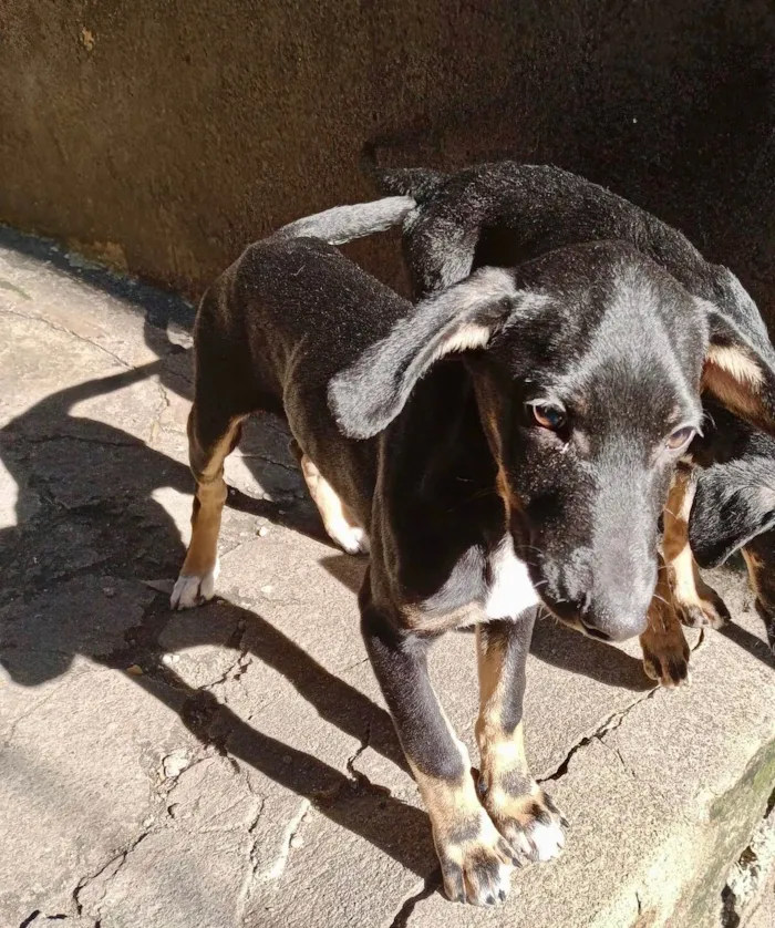 Cachorro ra a SRD-ViraLata idade 2 a 6 meses nome Amélie 2meses mix Basset 