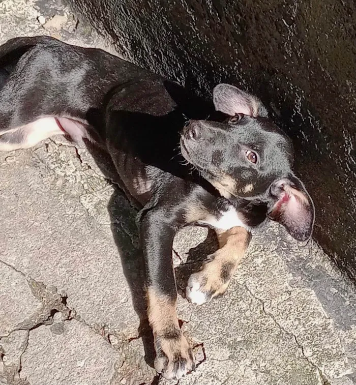Cachorro ra a SRD-ViraLata idade 2 a 6 meses nome Amélie 2meses mix Basset 