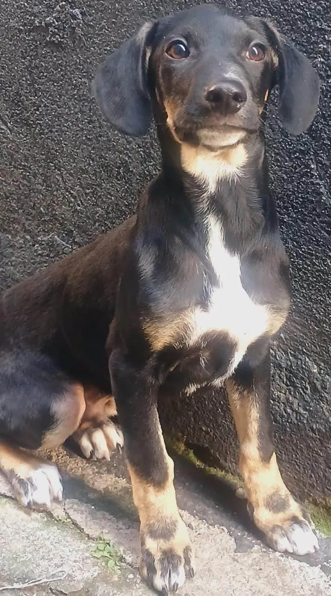 Cachorro ra a SRD-ViraLata idade 2 a 6 meses nome Amélie 2meses mix Basset 