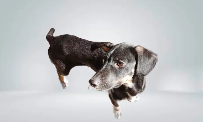 Cachorro ra a SRD-ViraLata idade 2 a 6 meses nome Amélie 2meses mix Basset 