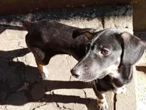 Cachorro raça SRD-ViraLata idade 2 a 6 meses nome Amélie 2meses mix Basset 