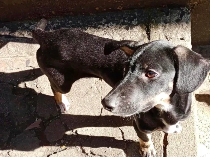 Cachorro ra a SRD-ViraLata idade 2 a 6 meses nome Amélie 2meses mix Basset 