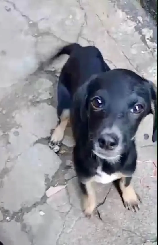 Cachorro ra a SRD-ViraLata idade 2 a 6 meses nome Amélie 2meses mix Basset 