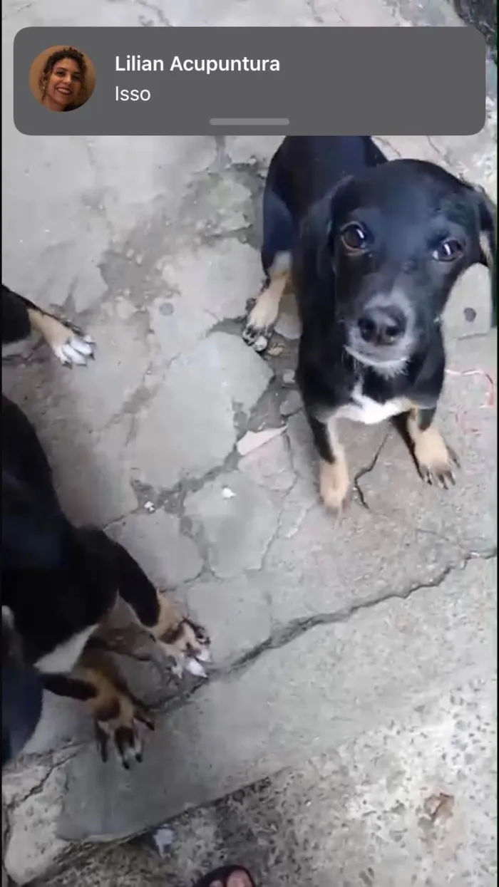 Cachorro ra a SRD-ViraLata idade 2 a 6 meses nome Amélie 2meses mix Basset 