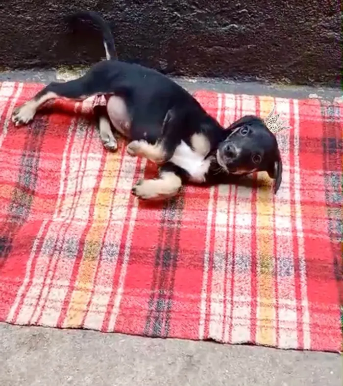 Cachorro ra a SRD-ViraLata idade 2 a 6 meses nome Amélie 2meses mix Basset 
