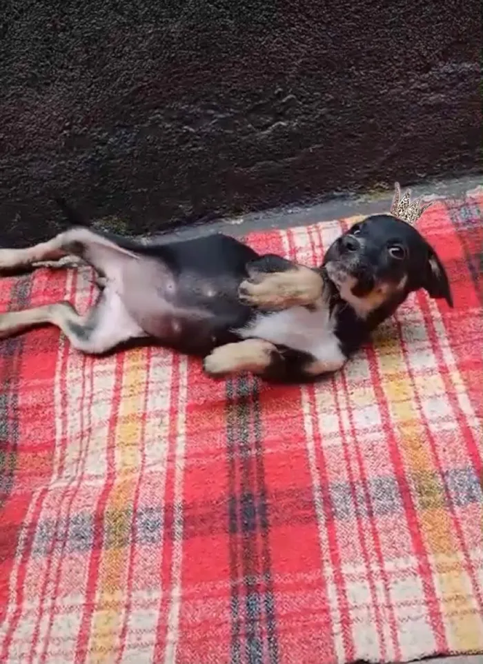 Cachorro ra a SRD-ViraLata idade 2 a 6 meses nome Amélie 2meses mix Basset 