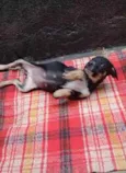 Amélie 2meses mix Basset