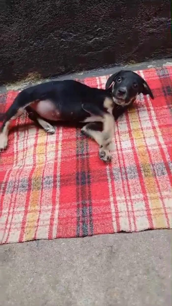 Cachorro ra a SRD-ViraLata idade 2 a 6 meses nome Amélie 2meses mix Basset 