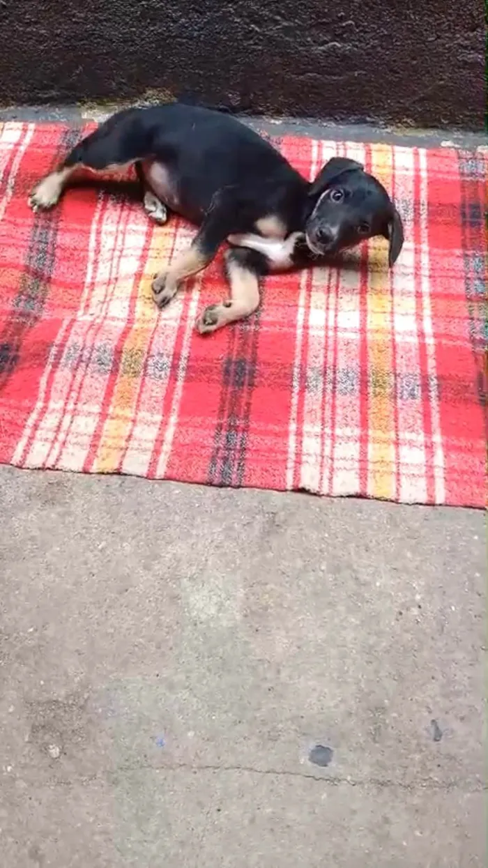 Cachorro ra a SRD-ViraLata idade 2 a 6 meses nome Amélie 2meses mix Basset 