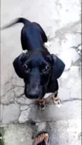 Nutella 2meses mix Basset