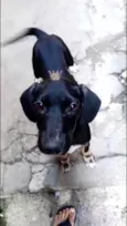 Nutella 2meses mix Basset