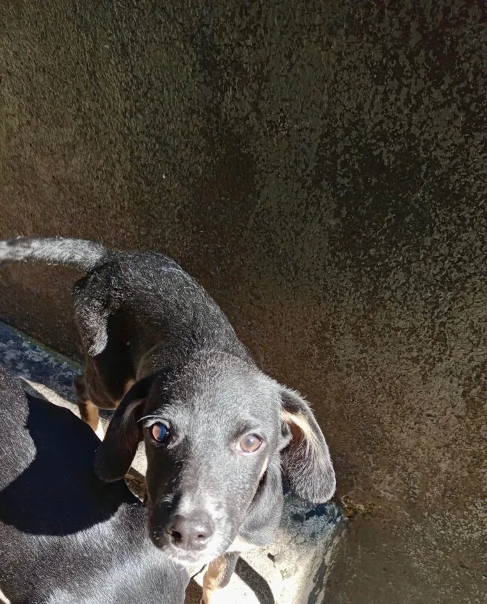 Cachorro ra a SRD-ViraLata idade 2 a 6 meses nome Nutella 2meses mix Basset