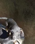 Nutella 2meses mix Basset