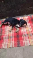 Nutella 2meses mix Basset