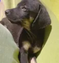 Nutella 2meses mix Basset