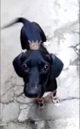 Nutella 2meses mix Basset