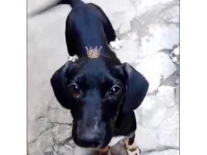 Cachorro raça SRD-ViraLata idade 2 a 6 meses nome Nutella 2meses mix Basset