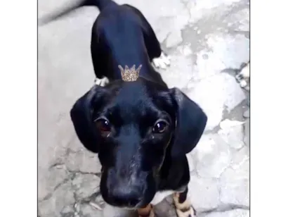 Cachorro raça SRD-ViraLata idade 2 a 6 meses nome Nutella 2meses mix Basset