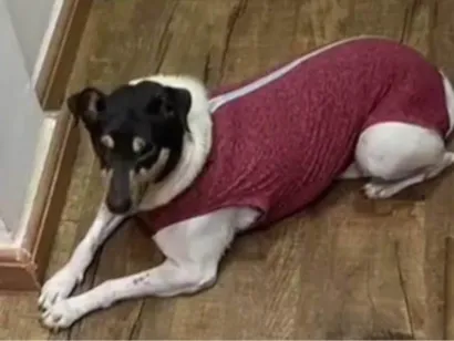 Cachorro raça SRD-ViraLata idade 2 anos nome Princesa