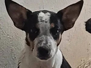 Cachorro raça SRD-ViraLata idade 2 a 6 meses nome Mayinha