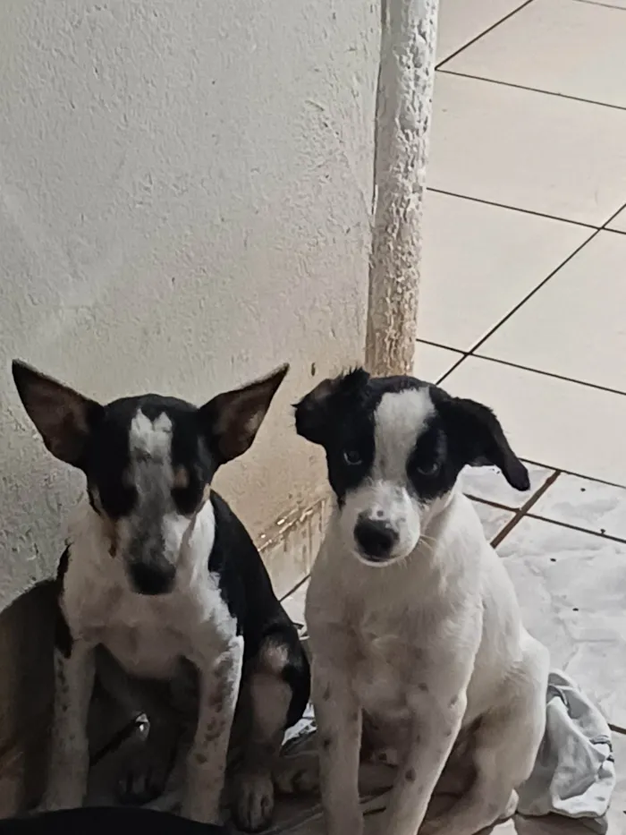 Cachorro ra a SRD-ViraLata idade 2 a 6 meses nome Bolão