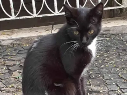 Gato raça SRD-ViraLata idade 2 a 6 meses nome Gatinha Frajolinha