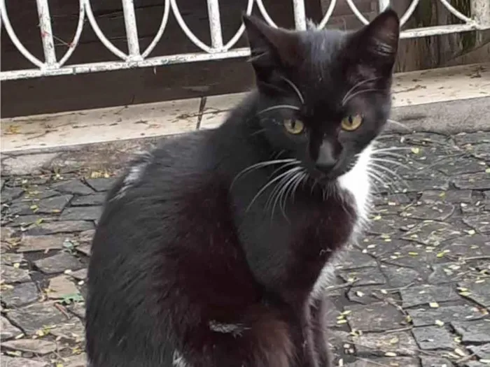 Gato ra a SRD-ViraLata idade 2 a 6 meses nome Gatinha Frajolinha
