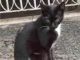 Gatinha Frajolinha
