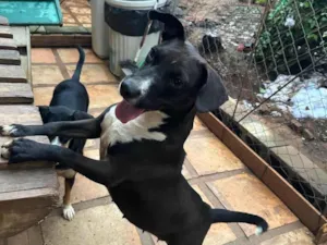 Cachorro raça SRD-ViraLata idade 2 anos nome Naomi