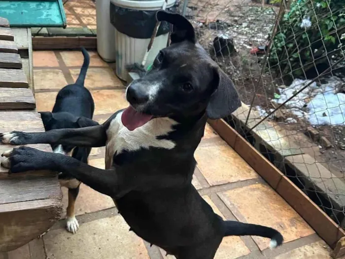 Cachorro ra a SRD-ViraLata idade 2 anos nome Naomi