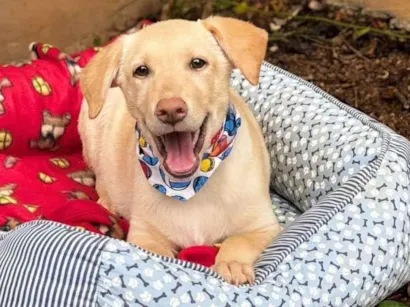 Cachorro raça SRD-ViraLata idade 7 a 11 meses nome Zangado 