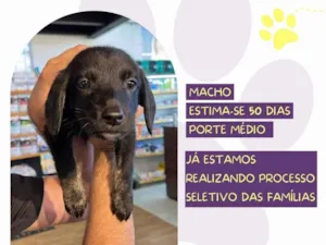 Cachorro raça SRD-ViraLata idade Abaixo de 2 meses nome Willian