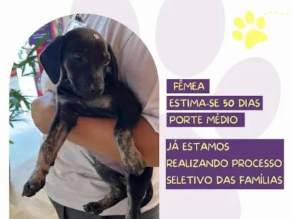 Cachorro raça SRD-ViraLata idade Abaixo de 2 meses nome Clarice