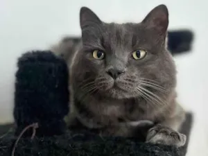 Gato raça SRD-ViraLata idade 6 ou mais anos nome Benjamin