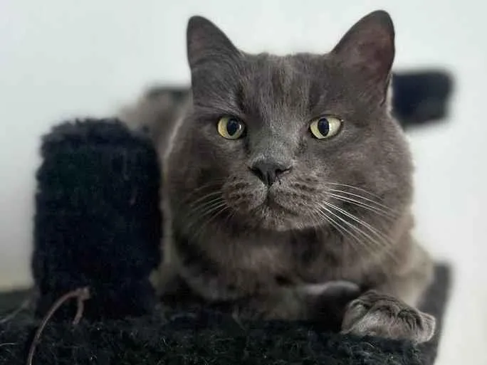 Gato ra a SRD-ViraLata idade 6 ou mais anos nome Benjamin