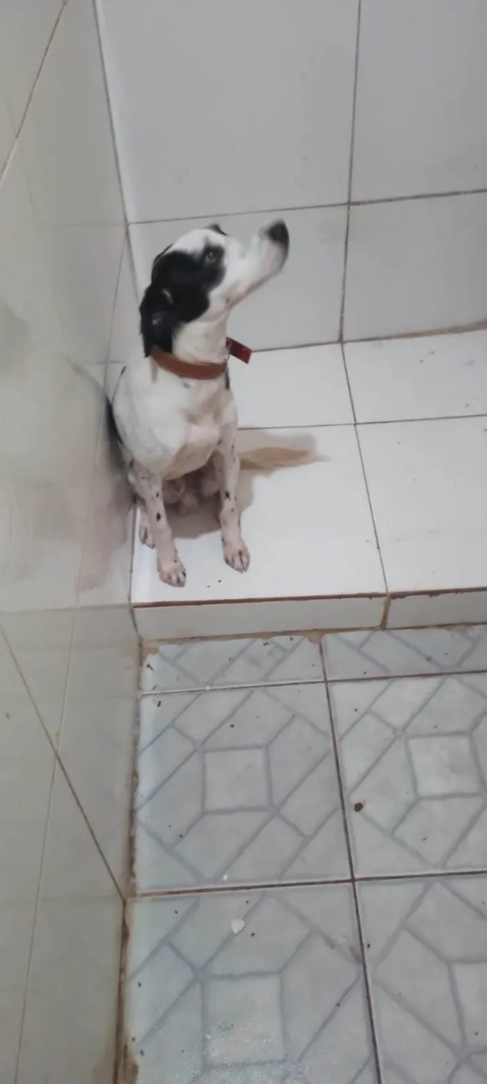 Cachorro ra a SRD-ViraLata idade 2 anos nome Toby