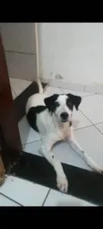 Toby