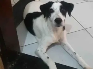 Cachorro raça SRD-ViraLata idade 2 anos nome Toby
