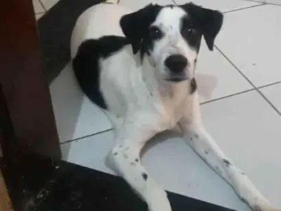 Cachorro raça SRD-ViraLata idade 2 anos nome Toby