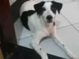 Toby