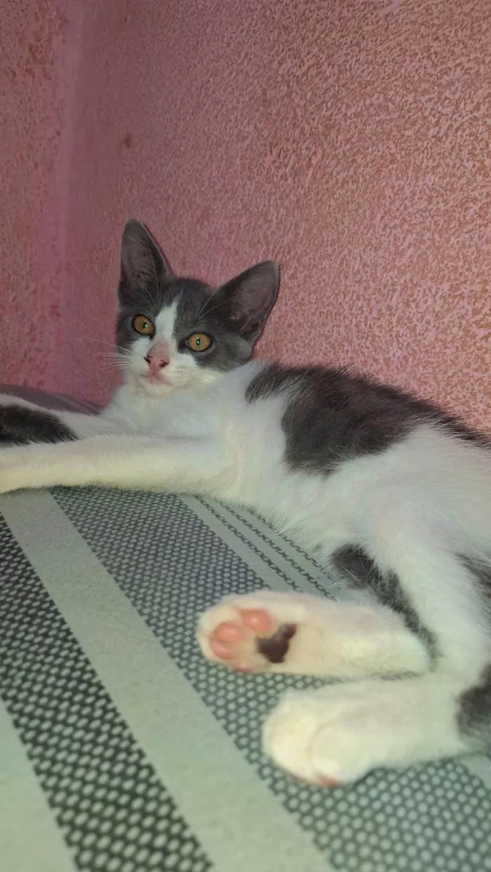 Gato ra a SRD-ViraLata idade 2 a 6 meses nome Pérola