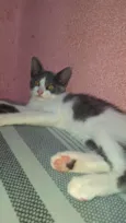 Pérola