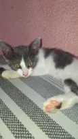 Pérola