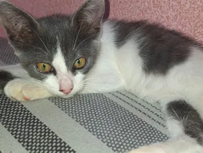 Gato raça SRD-ViraLata idade 2 a 6 meses nome Pérola