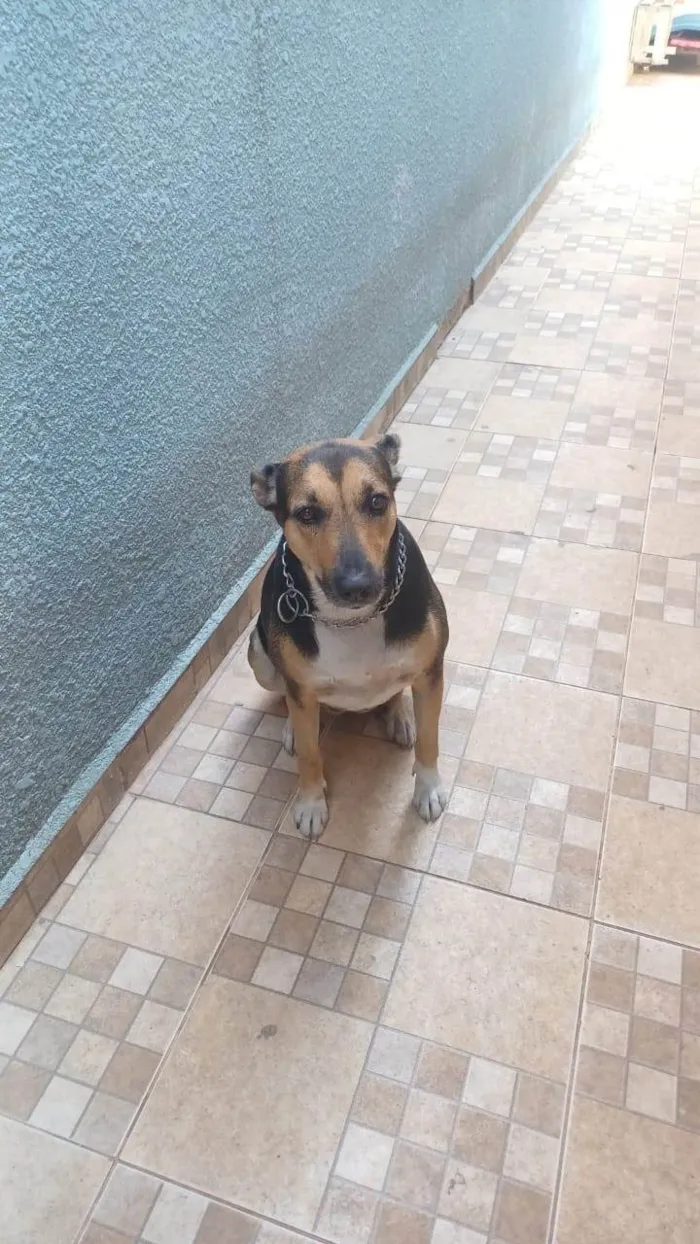 Cachorro ra a SRD-ViraLata idade 5 anos nome Athena 