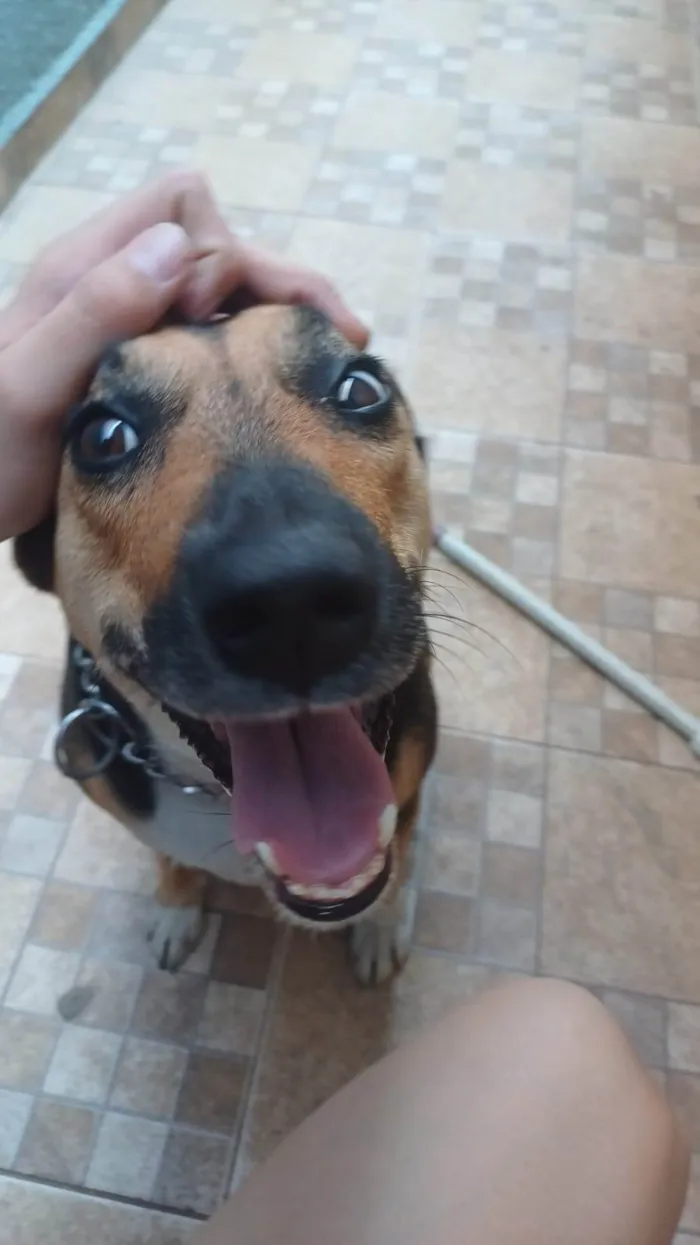 Cachorro ra a SRD-ViraLata idade 5 anos nome Athena 